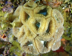 Isophyllia rigida