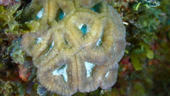 Isophyllia rigida