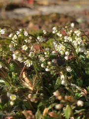 Draba verna