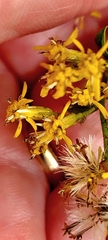 Solidago chapmanii