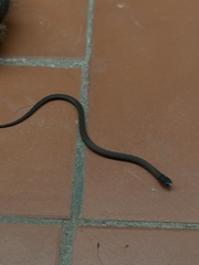 Tantilla melanocephala