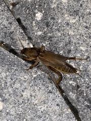 Neoscapteriscus vicinus