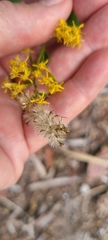 Solidago chapmanii