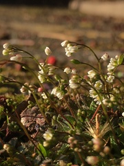 Draba verna