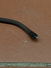 Tantilla melanocephala