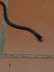 Tantilla melanocephala