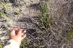 Forestiera angustifolia