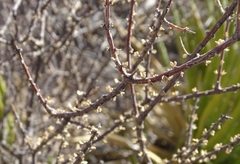 Forestiera angustifolia