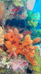 Ptilocaulis walpersii