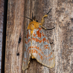 Mpanjaka gentilis