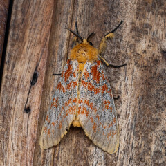 Mpanjaka gentilis