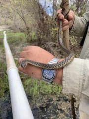 Thamnophis hammondii
