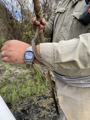 Thamnophis hammondii