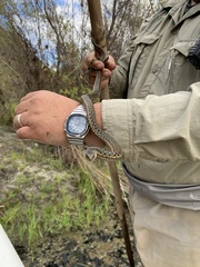 Thamnophis hammondii