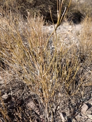 Menodora decemfida