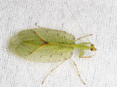 Enicophlebia pallida