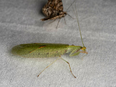 Enicophlebia pallida
