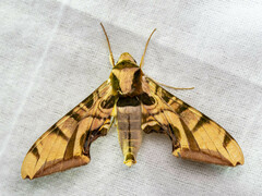 Batocnema coquerelii