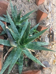 Aloe vera