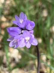 Dipterostemon capitatus