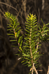 Melaleuca preissiana