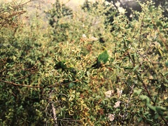 Pyrrhura hoffmanni