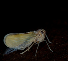 Cixioidea