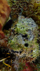 Ircinia felix