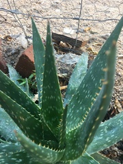 Aloe vera