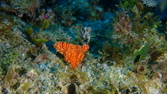 Ptilocaulis walpersii