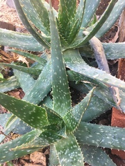 Aloe vera