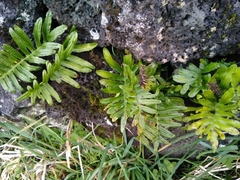 Polypodium macaronesicum azoricum