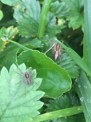 Pardosa