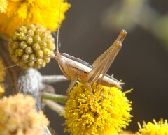 Conocephalus leptopterus