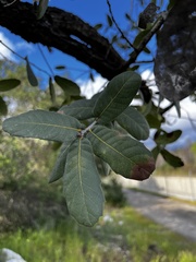 Quercus engelmannii