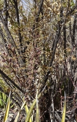 Cylindropuntia leptocaulis