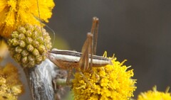 Conocephalus leptopterus