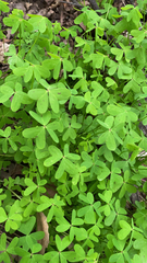 Oxalis pes-caprae