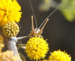 Conocephalus leptopterus