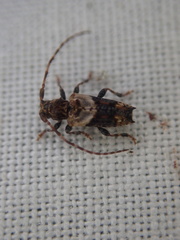 Pogonocherus hispidus