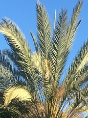 Phoenix dactylifera