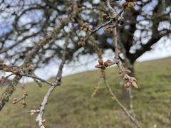 Quercus douglasii