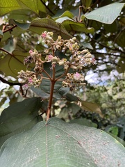 Miconia bubalina