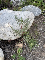 Phacelia tanacetifolia