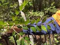 Backhousia myrtifolia