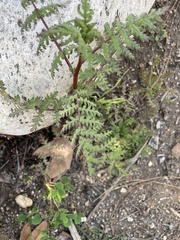 Phacelia tanacetifolia