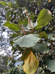 Miconia bubalina