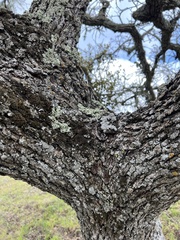 Quercus douglasii