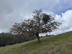 Quercus douglasii
