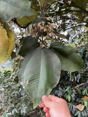 Miconia bubalina